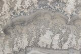 Triassic Aged Stromatolite Fossil - England #211718-1